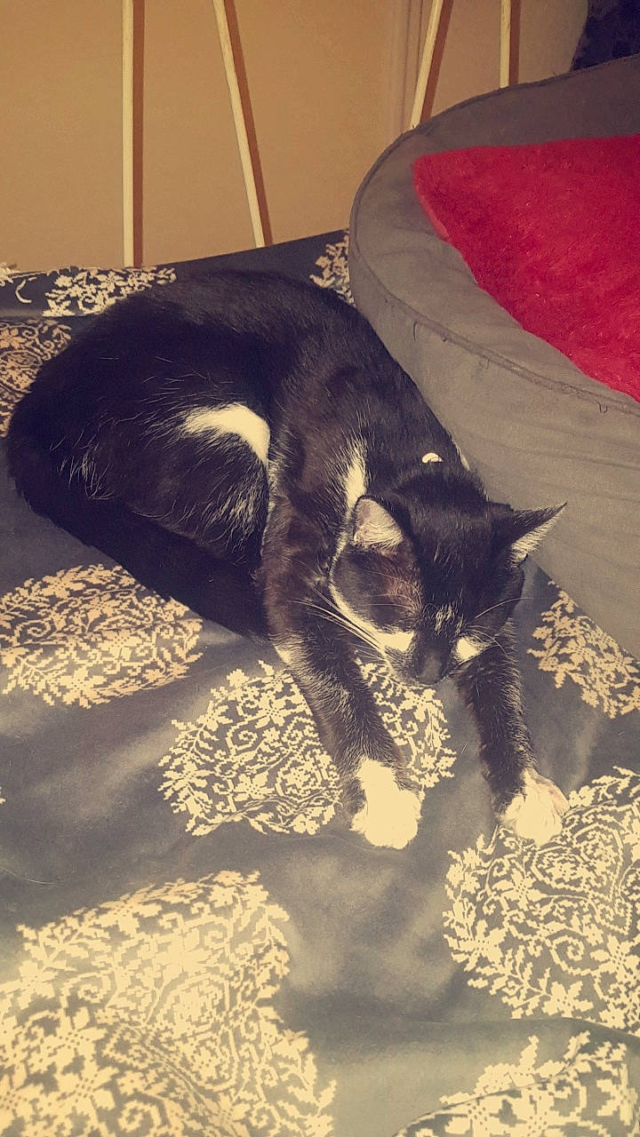 Pompon a rejoint le concours — aidez-le/la à gagner de superbes lots ! black_cat, carnivore, cat, dog_breed, domestic_short_haired_cat, felidae, fur, small_to_medium_sized_cats, snout, tail, whiskers