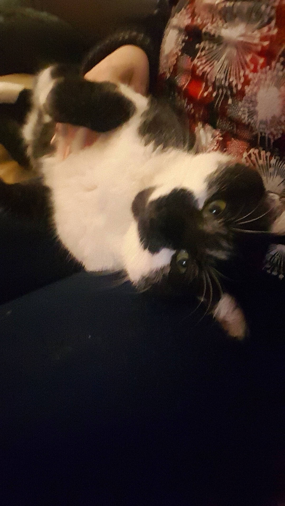 Pompon a rejoint le concours — aidez-le/la à gagner de superbes lots ! black_and_white, carnivore, cat, cloud, felidae, fur, kitten, nose, paw, polydactyl_cat, sky, small_to_medium_sized_cats, snout, whiskers