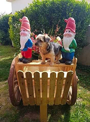 Mickey a rejoint le concours — aidez-le/la à gagner de superbes lots ! australian_cattle_dog, boston_terrier, canidae, carnivore, cart, dog, dog_breed, garden_gnome, interior_design, lawn_ornament, wagon