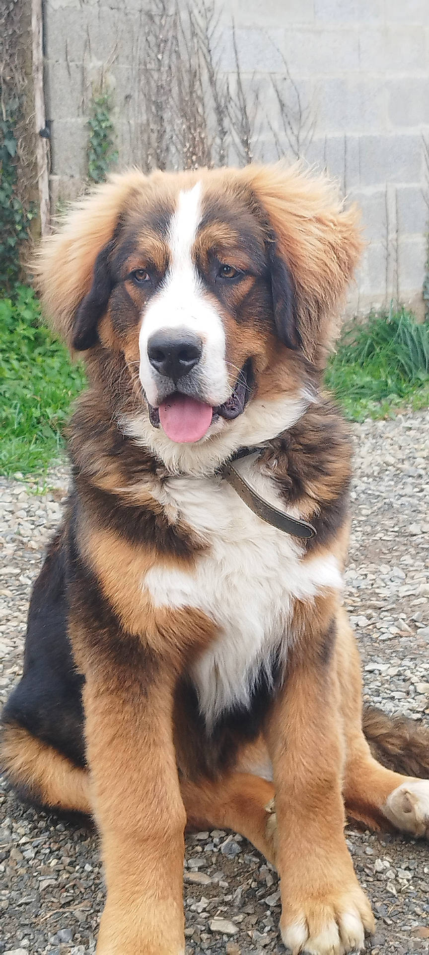 Athos a rejoint le concours — aidez-le/la à gagner de superbes lots ! animal, black_fur, brown_fur, canine, collar, cute, dog, ears, fluffy, friendly, fur, grass, gravel, outdoor, pet, puppy, sitting, tongue_out, white_fur, young