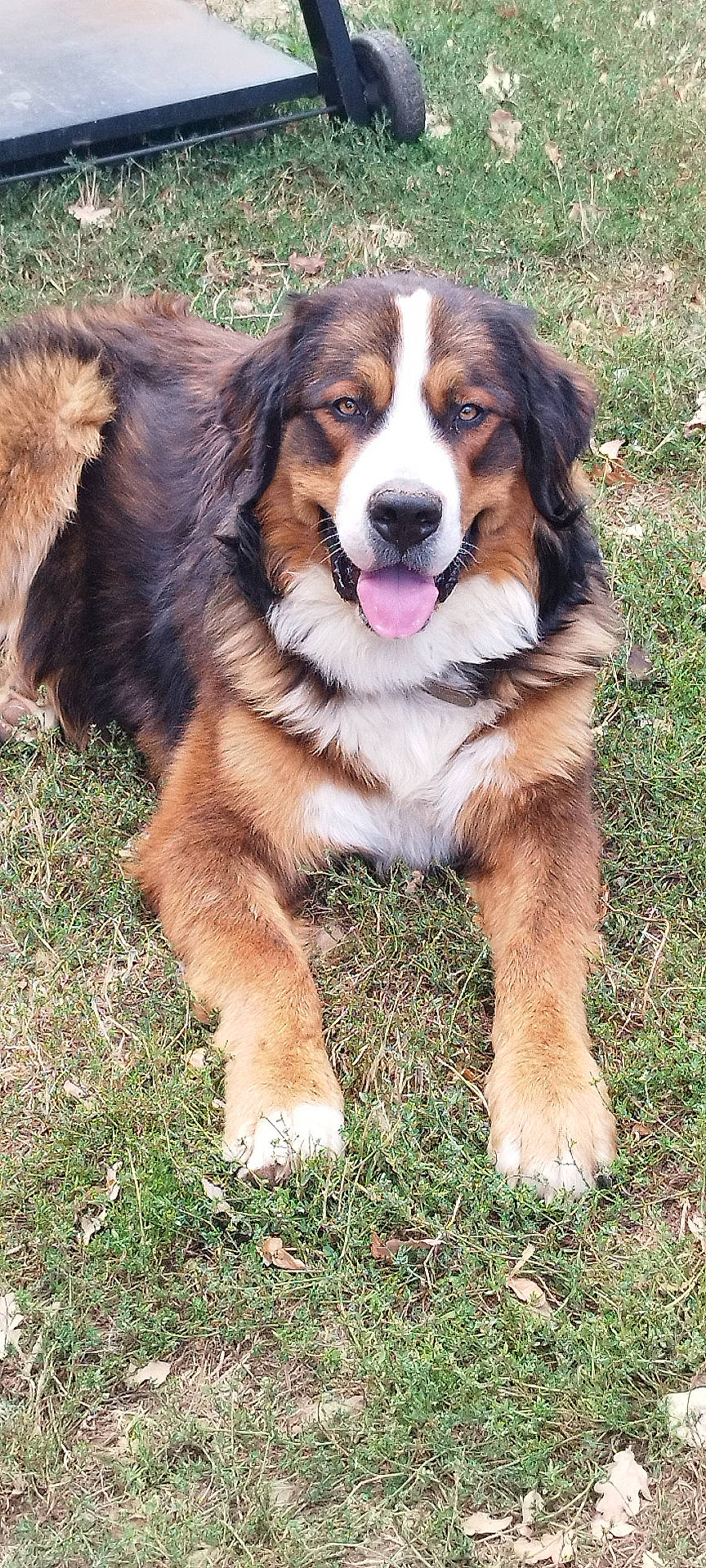 animal, black, brown, canine, dog, ears, face, friendly, fur, grass, happy, lawn, laying_down, nature, nose, outdoor, pet, summer, tongue_out, white