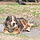 Athos