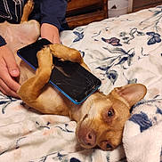Charlotte joined the competition — help win amazing prizes! dog, small_dog, smartphone, cracked_screen, blanket, butterfly_pattern, hand, person, indoor, bedroom, wooden_drawer, paw, relaxed, lying_down, cute, cozy, casual_clothing, resting, animal, pet