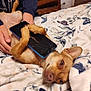 dog, small_dog, smartphone, cracked_screen, blanket, butterfly_pattern, hand, person, indoor, bedroom, wooden_drawer, paw, relaxed, lying_down, cute, cozy, casual_clothing, resting, animal, pet