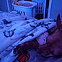 Charlotte joined the competition — help win amazing prizes! dog, blanket, butterfly_pattern, bed, sleeping, indoor, cozy, laundry_basket, soft_lighting, brown_dog, pet, resting, pillow, stuffed_toy, quiet, home, comfort, animal, relaxing, sleep