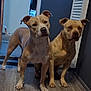 dog, pets, indoor, floor, wood_floor, two_animals, canine, brown_dog, ears, standing, alert, domestic_animal, companion, animal_pair, home_interior, doorway, wall, flooring, muscular, focused