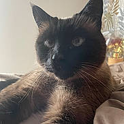 Nuggets participe au concours pour gagner de l'argent avec cette photo : animal, bed, blanket, blue_eyes, cat, close_up, cozy, curtain, domestic, feline, fur, home, indoors, pet, portrait, relaxing, resting, siamese_cat, soft_light, whiskers