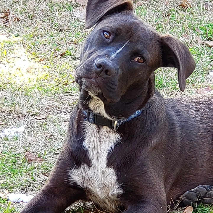 Holler Monkey is registered to the contest to win money with this photo: alert, animal, black_dog, brown_eyes, canine, collar, curious, dog, domestic_animal, fur, grass, head_tilt, laying_down, looking, mammal, nature, outdoor, paw, pet, young_dog