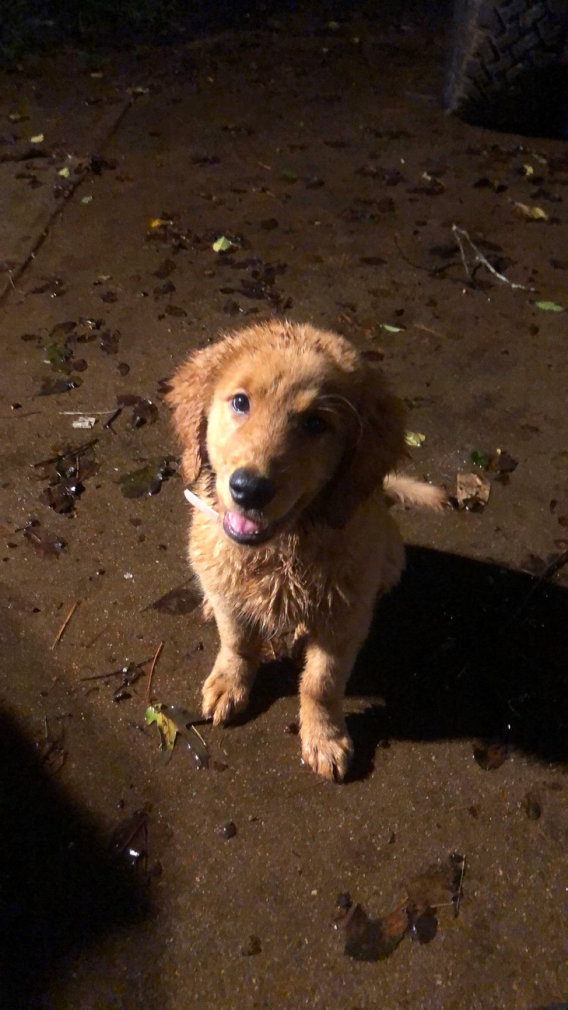 Mazie is registered to the contest to win money with this photo: asphalt, carnivore, companion_dog, dog, dog_breed, fur, paw, retriever, road_surface, sand, shadow, soil, street_dog