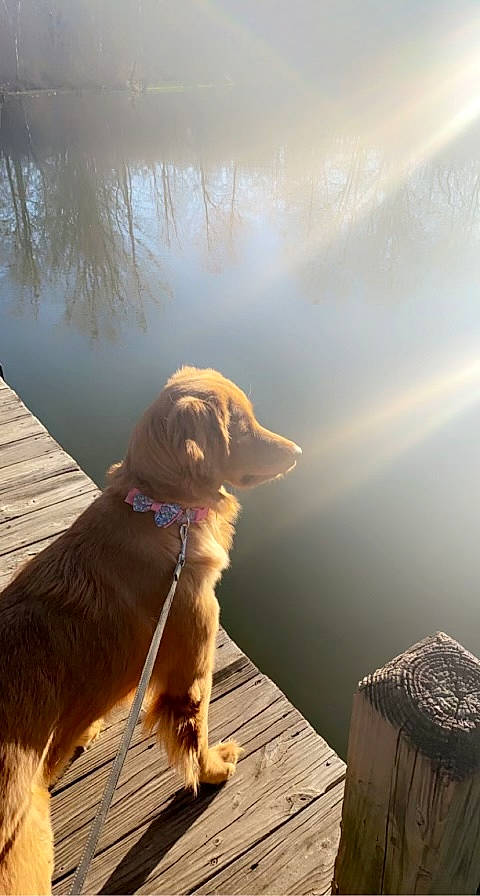 Mazie is registered to the contest to win money with this photo: carnivore, collar, companion_dog, dog, dog_breed, dog_collar, fawn, gun_dog, hardwood, lake, leash, liver, retriever, shadow, sunlight, tail, tints_and_shades, water, wood, working_animal