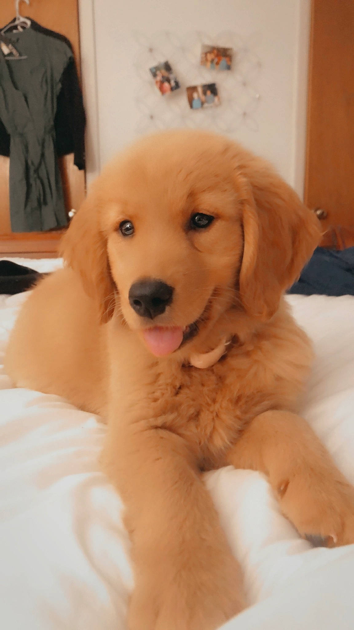 Mazie is registered to the contest to win money with this photo: ball, canidae, carnivore, companion_dog, dog, dog_breed, ear, fawn, flooring, fur, golden_retriever, happy, hardwood, human_leg, paw, puppy, snout, sporting_group, whiskers