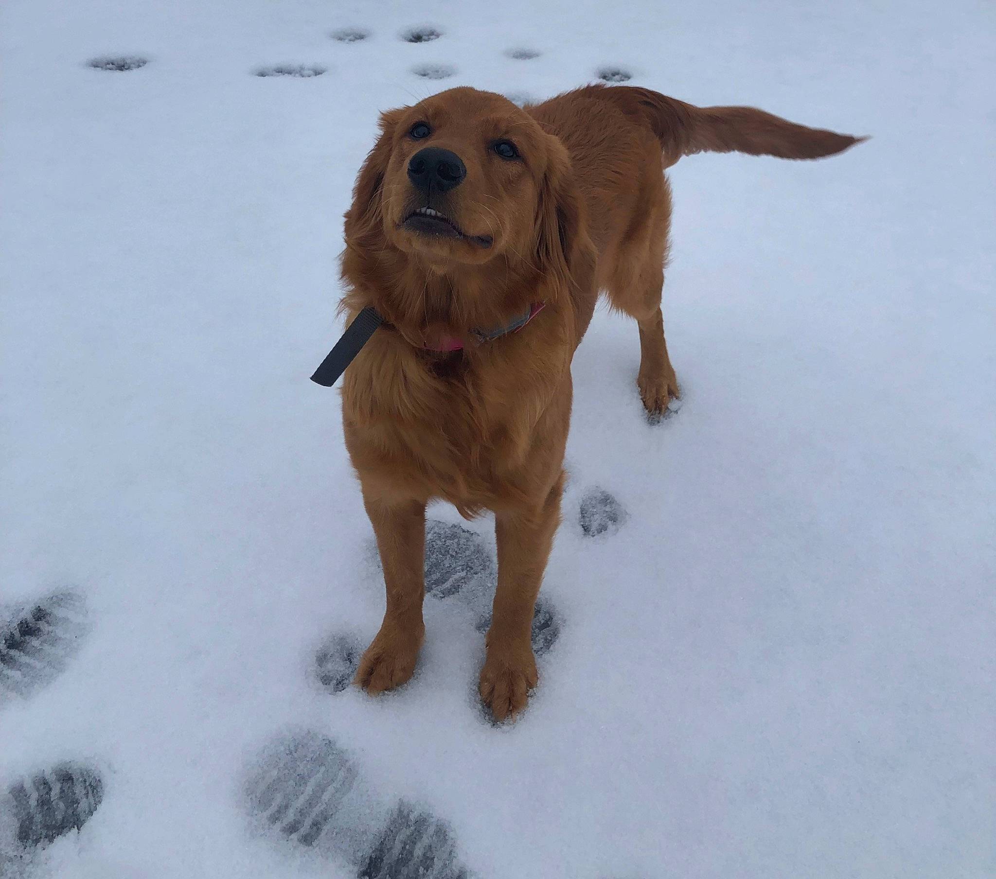Mazie is registered to the contest to win money with this photo: carnivore, companion_dog, dog, dog_breed, dog_collar, fawn, freezing, fur, guard_dog, gun_dog, hunting_dog, liver, paw, retriever, snow, tail, terrestrial_animal, winter, working_animal, working_dog