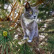 Smokey joined the competition — help win amazing prizes! cat, gray_cat, white_paws, yellow_eyes, pine_tree, branches, outdoor, nature, animal, pet, fur, whiskers, tree, greenery, daylight, wildlife, curious, climbing, close_up, forest