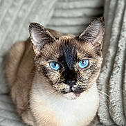 Ellie joined the competition — help win amazing prizes! cat, blue_eyes, siamese_cat, pet, animal, feline, portrait, close_up, sitting, blanket, indoors, fur, whiskers, ears, eyes, face, brown_fur, white_chest, adorable, photography
