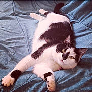 Princess Kiki joined the competition — help win amazing prizes! cat, black_and_white, feline, pet, animal, lying_down, blue_background, fur, whiskers, paws, relaxed, indoor, cute, stretching, looking_at_camera, cozy, soft_fabric, domestic_animal, resting, curious