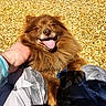 dog, brown_dog, fluffy, happy, smiling, tongue_out, pet, animal, outdoor, wood_chips, sunny, person_hand, blue_sleeve, pants, patterned_pants, close_up, playing, friendly, cute, companion