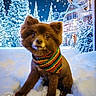 dog, brown_dog, bandana, snow, winter, snowy_trees, holiday, festive, outdoor, animal, cute, pet, landscape, night, lights, fur, portrait, seasonal, cold, nature