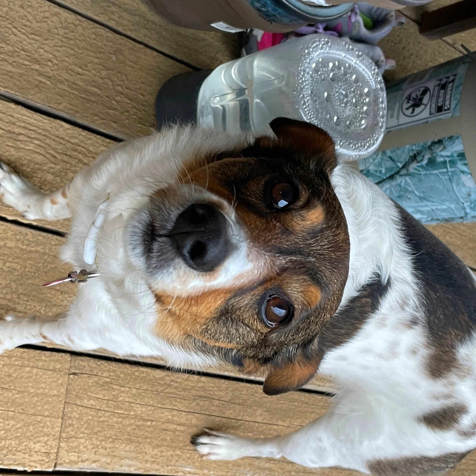 Maggie