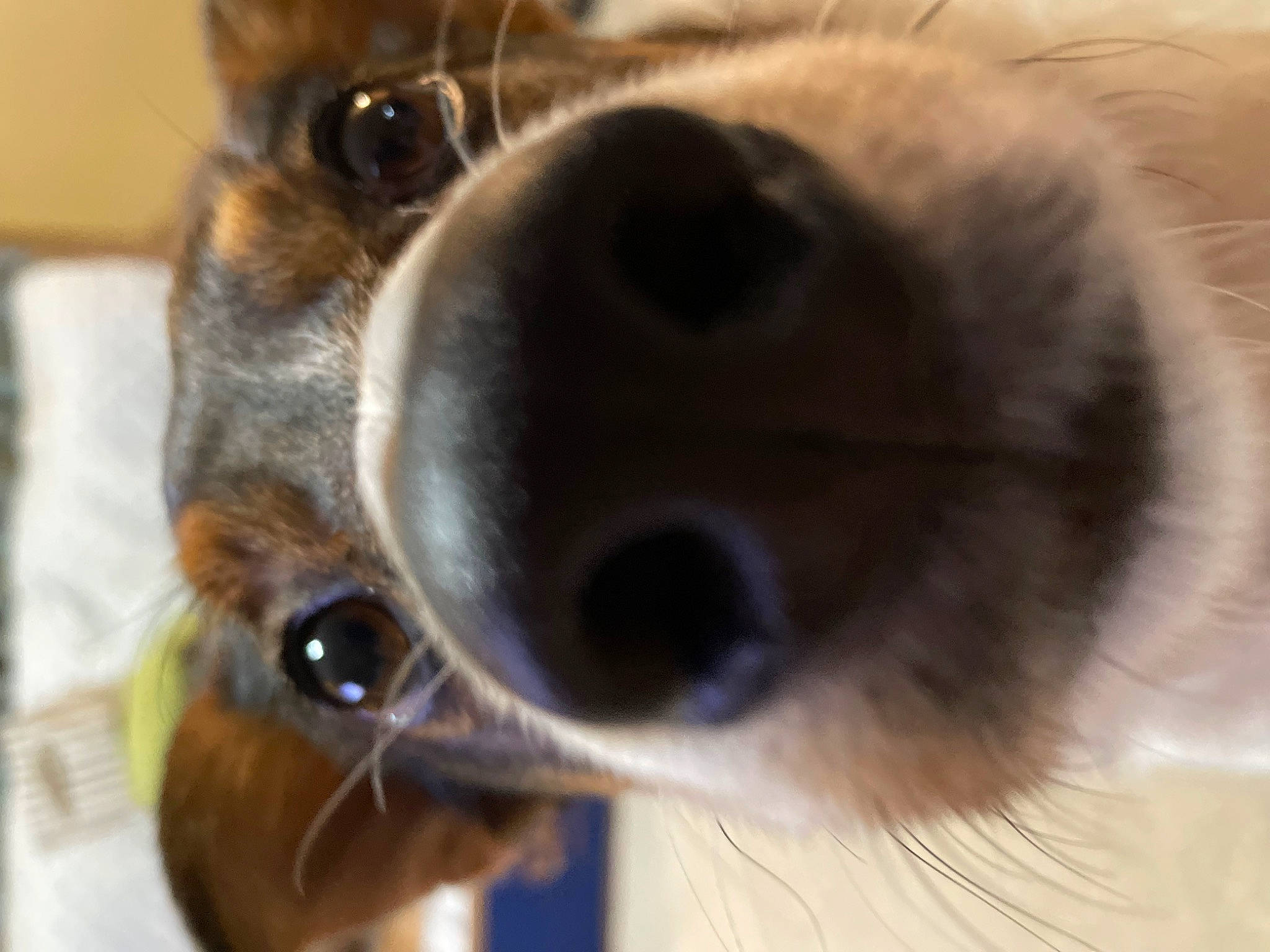 Maggie joined the competition — help win amazing prizes! canidae, carnivore, close_up, collar, companion_dog, dog, dog_breed, ear, eyelash, fawn, fur, liver, perching_bird, pet_supply, puppy, snout, sporting_group, toy_dog, whiskers, working_animal