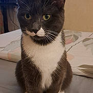 Nala participe au concours pour gagner de l'argent avec cette photo : cat, tuxedo_cat, pet, indoor, bed, feline, whiskers, green_eyes, fur, paws, sitting, domestic_animal, cute, animal, mammal, cozy, home, resting, looking, curious