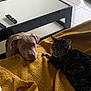 Ayron a rejoint le concours — aidez-le/la à gagner de superbes lots ! dog, cat, blanket, indoor, pet, relaxing, tiled_floor, coffee_table, remote_control, mustard_color, tabby_cat, curious_dog, resting, furniture, cozy, home, animal, companion, floor, living_room