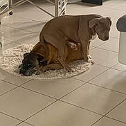 Ayron participe au concours pour gagner de l'argent avec cette photo : dog, two_dogs, playing, indoor, tile_floor, rug, brown_dog, light_brown_dog, pet, animal, resting, furniture, home, floor, tongue_out, cute, companionship, relaxed, domestic, funny