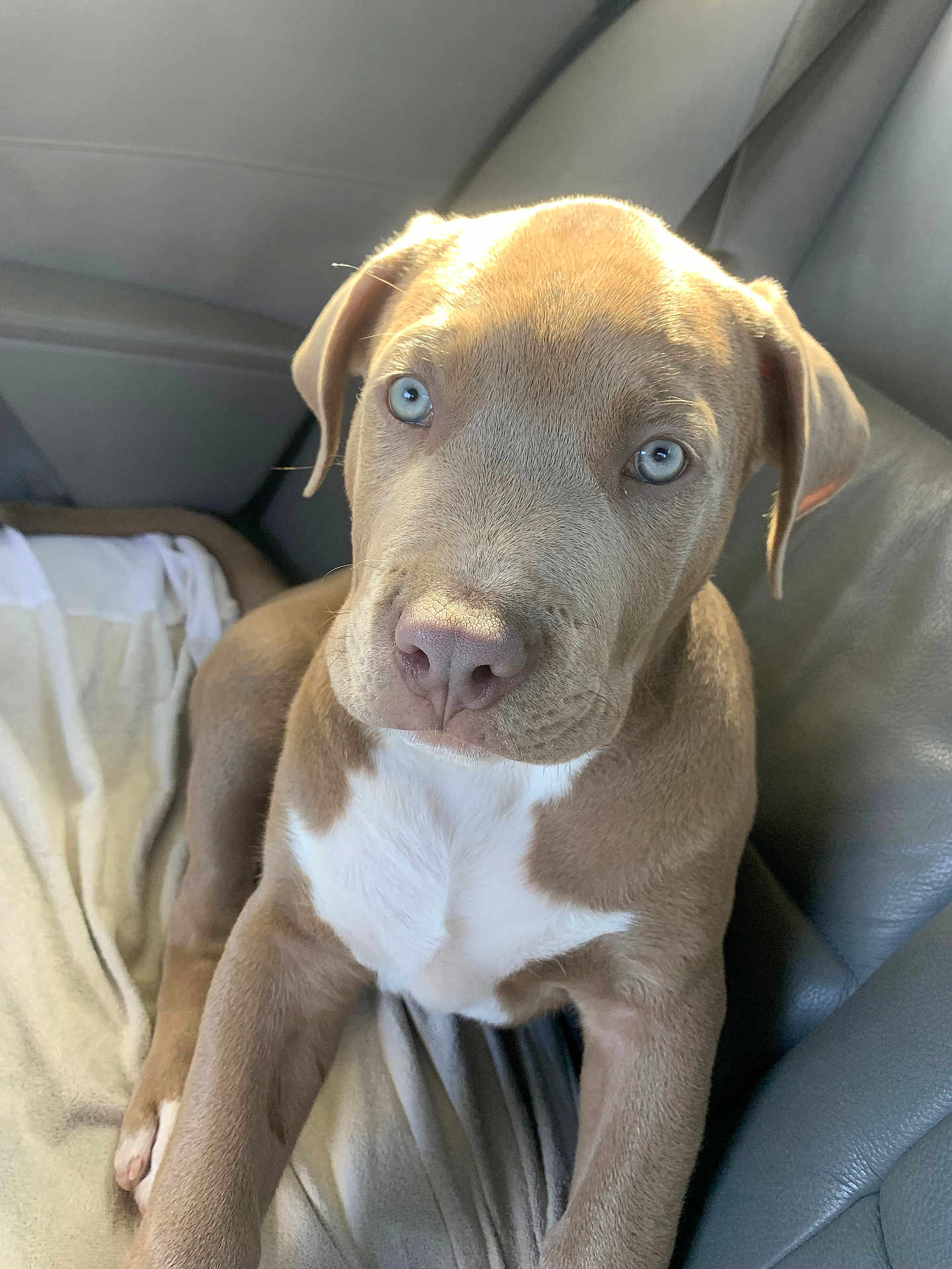 Ayron a rejoint le concours — aidez-le/la à gagner de superbes lots ! puppy, dog, blue_eyes, brown_fur, white_chest, pet, cute, indoor, cushion, seat, relaxed, looking_up, young_dog, animal, canine, fur, nose, ears, whiskers, companion