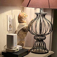 Mina a rejoint le concours — aidez-le/la à gagner de superbes lots ! cat, indoor, lamp, table, electronic_device, power_outlet, curious_cat, sweater, furniture, warm_light, shadow, decor, technology, pet, animal, cozy, curiosity, standing_cat, home, room