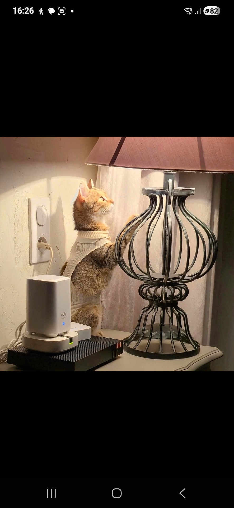 Mina a rejoint le concours — aidez-le/la à gagner de superbes lots ! cat, indoor, lamp, table, electronic_device, power_outlet, curious_cat, sweater, furniture, warm_light, shadow, decor, technology, pet, animal, cozy, curiosity, standing_cat, home, room