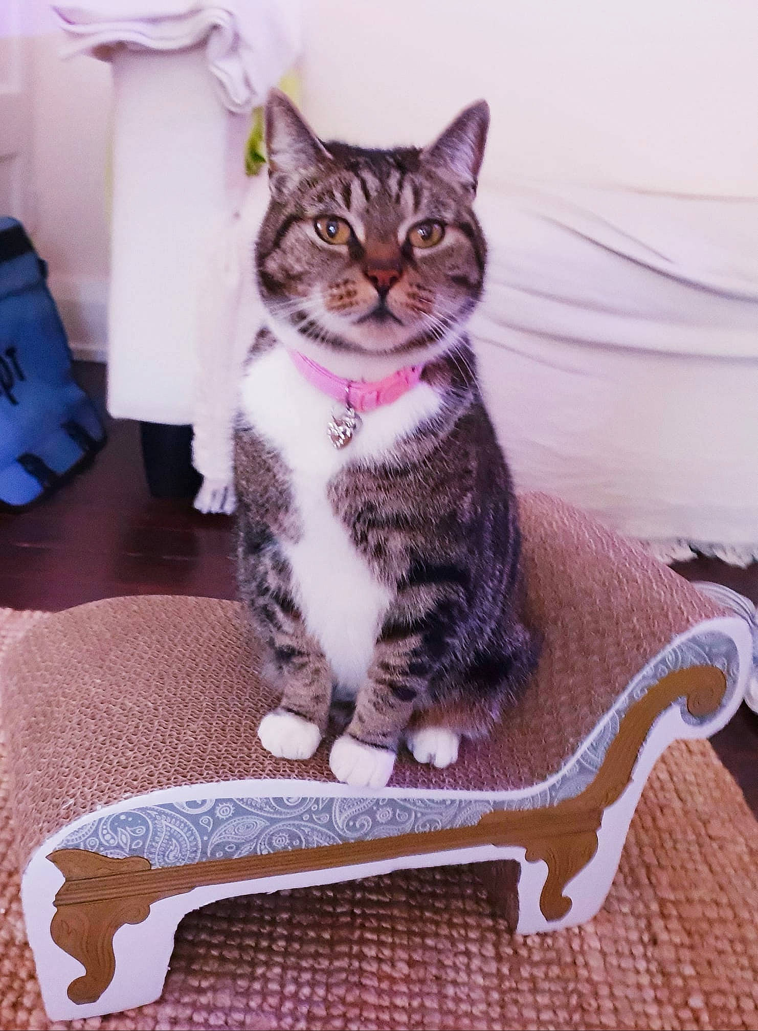 Star is registered to the contest to win money with this photo: aegean_cat, american_shorthair, american_wirehair, asian, carnivore, cat, domestic_short_haired_cat, european_shorthair, felidae, kitten, mammal, sitting, small_to_medium_sized_cats, tabby_cat, tail, whiskers