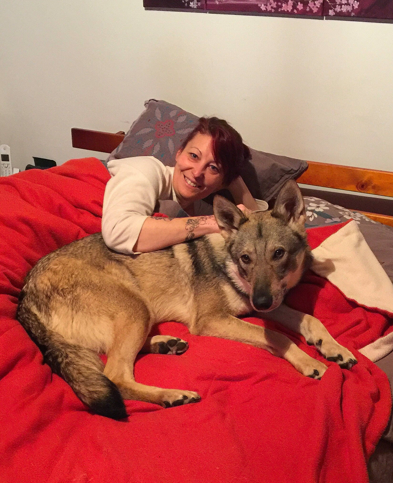 Saphir participe au concours pour gagner de l'argent avec cette photo : czechoslovakian_wolfdog, dog, dog_breed, dog_breed_group, dog_like_mammal, joy, kunming_wolfdog, norwegian_elkhound, person, saarloos_wolfdog, siberian_husky, snout, tamaskan_dog, wolfdog