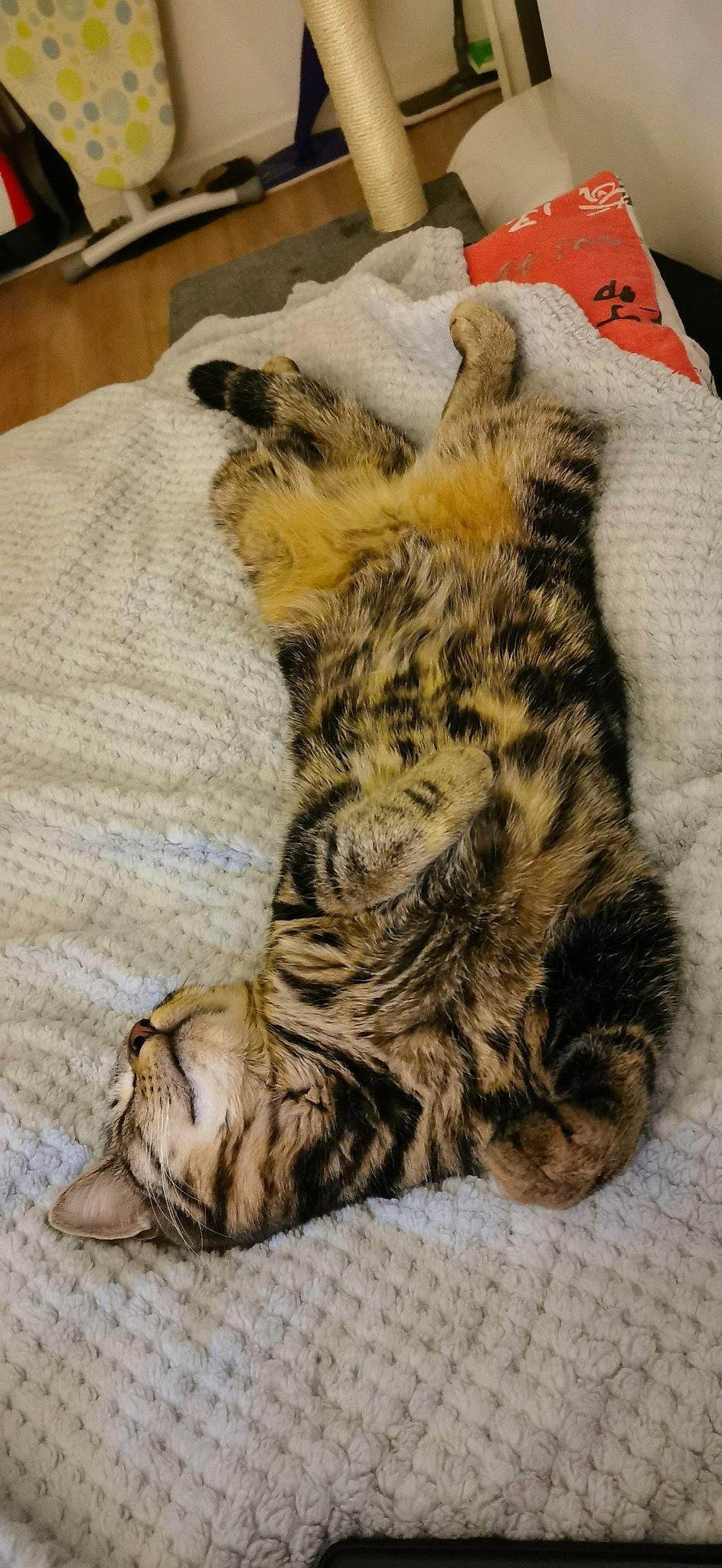 Rubis participe au concours pour gagner de l'argent avec cette photo : american_bobtail, american_shorthair, carnivore, cat, claw, dragon_li, egyptian_mau, european_shorthair, felidae, fur, kitten, nap, paw, pixie_bob, sleep, small_to_medium_sized_cats, tabby_cat, tail, whiskers