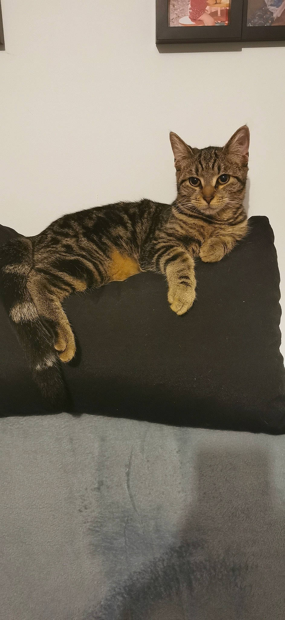 Rubis a rejoint le concours — aidez-le/la à gagner de superbes lots ! american_bobtail, american_shorthair, asian, bengal, california_spangled, carnivore, cat, domestic_short_haired_cat, dragon_li, european_shorthair, felidae, kitten, mammal, ocicat, pixie_bob, small_to_medium_sized_cats, tabby_cat, toyger, whiskers, wild_cat