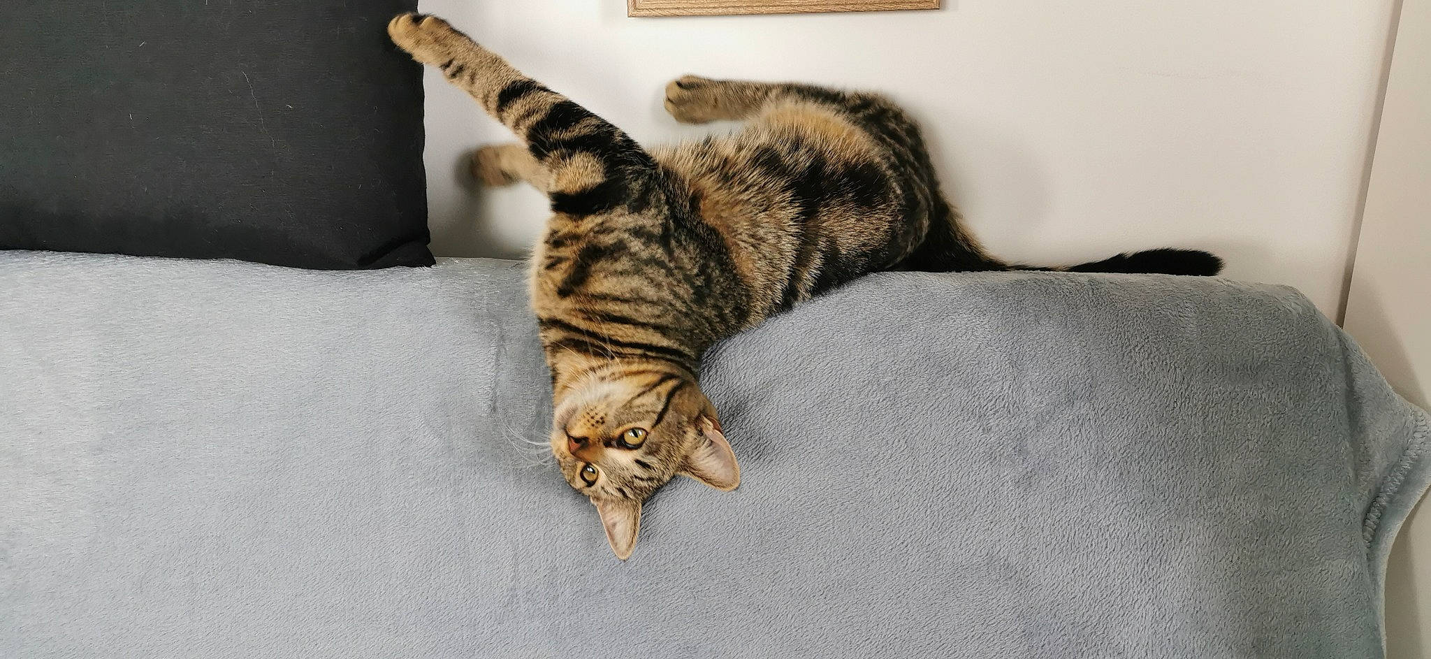 Rubis a rejoint le concours — aidez-le/la à gagner de superbes lots ! american_shorthair, asian, bengal, carnivore, cat, domestic_short_haired_cat, dragon_li, european_shorthair, felidae, fur, mammal, ocicat, paw, small_to_medium_sized_cats, sokoke, tabby_cat, tail, toyger, vertebrate, whiskers