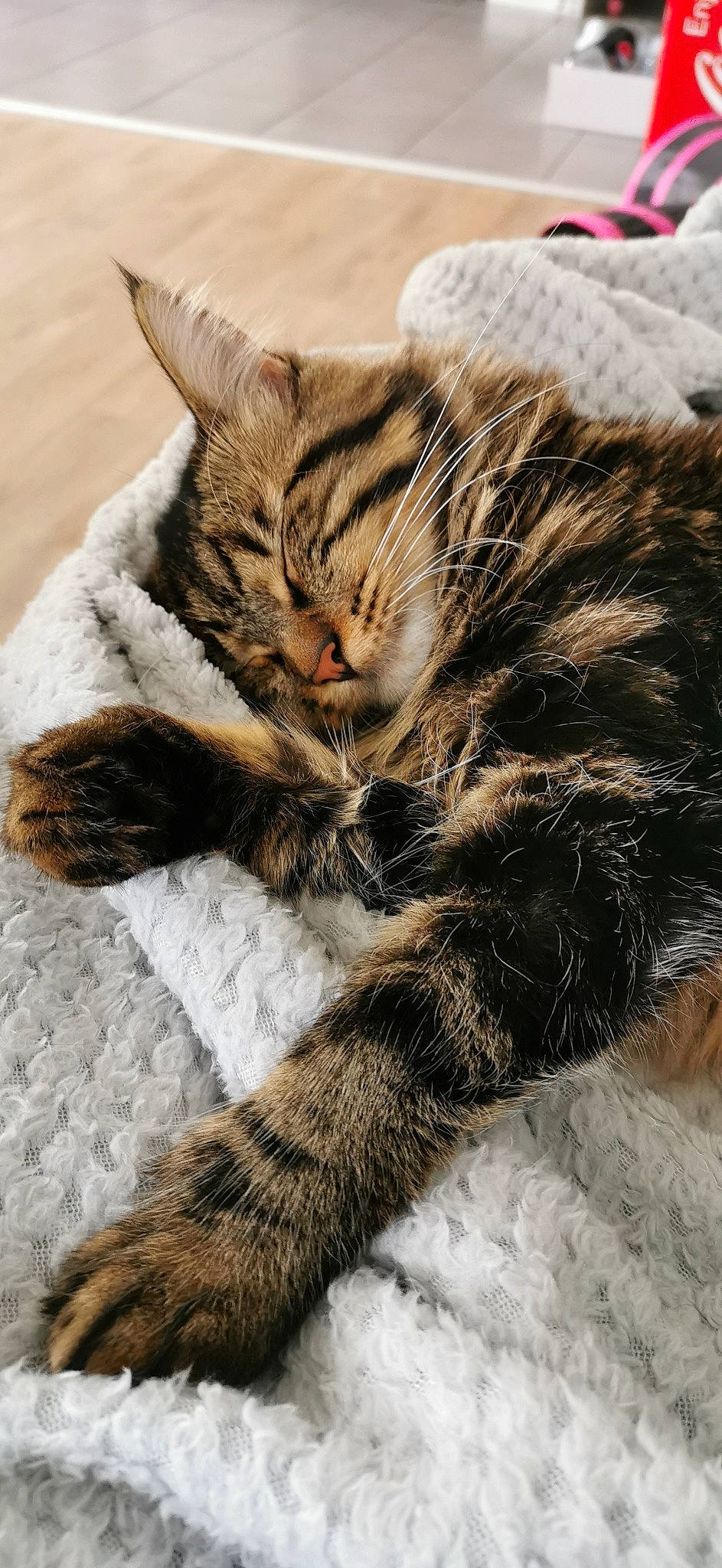 Erza a rejoint le concours — aidez-le/la à gagner de superbes lots ! american_shorthair, asian, carnivore, cat, claw, domestic_short_haired_cat, dragon_li, european_shorthair, felidae, fur, kitten, maine_coon, mammal, paw, pixie_bob, small_to_medium_sized_cats, snout, tabby_cat, whiskers, wild_cat