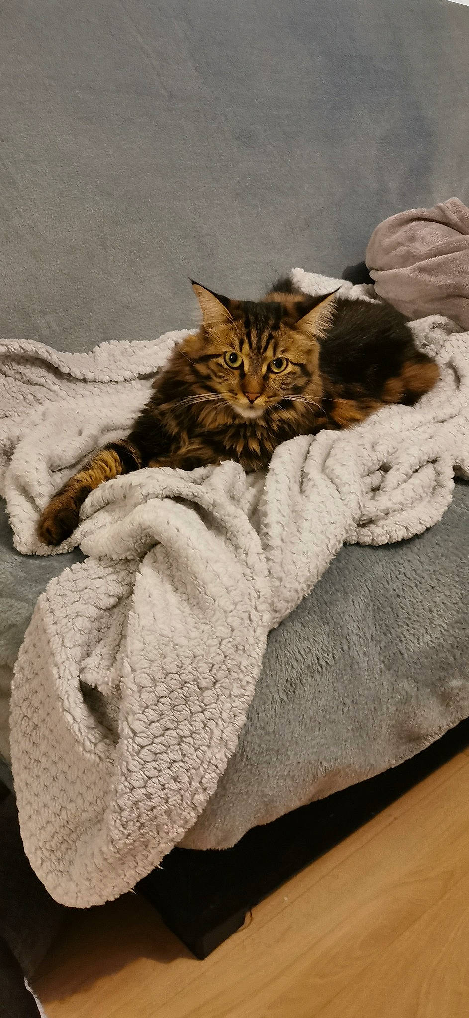 Erza participe au concours pour gagner de l'argent avec cette photo : american_shorthair, asian, blanket, carnivore, cat, cat_bed, domestic_short_haired_cat, dragon_li, european_shorthair, fawn, felidae, fur, kitten, linens, mammal, paw, pixie_bob, small_to_medium_sized_cats, tabby_cat, whiskers