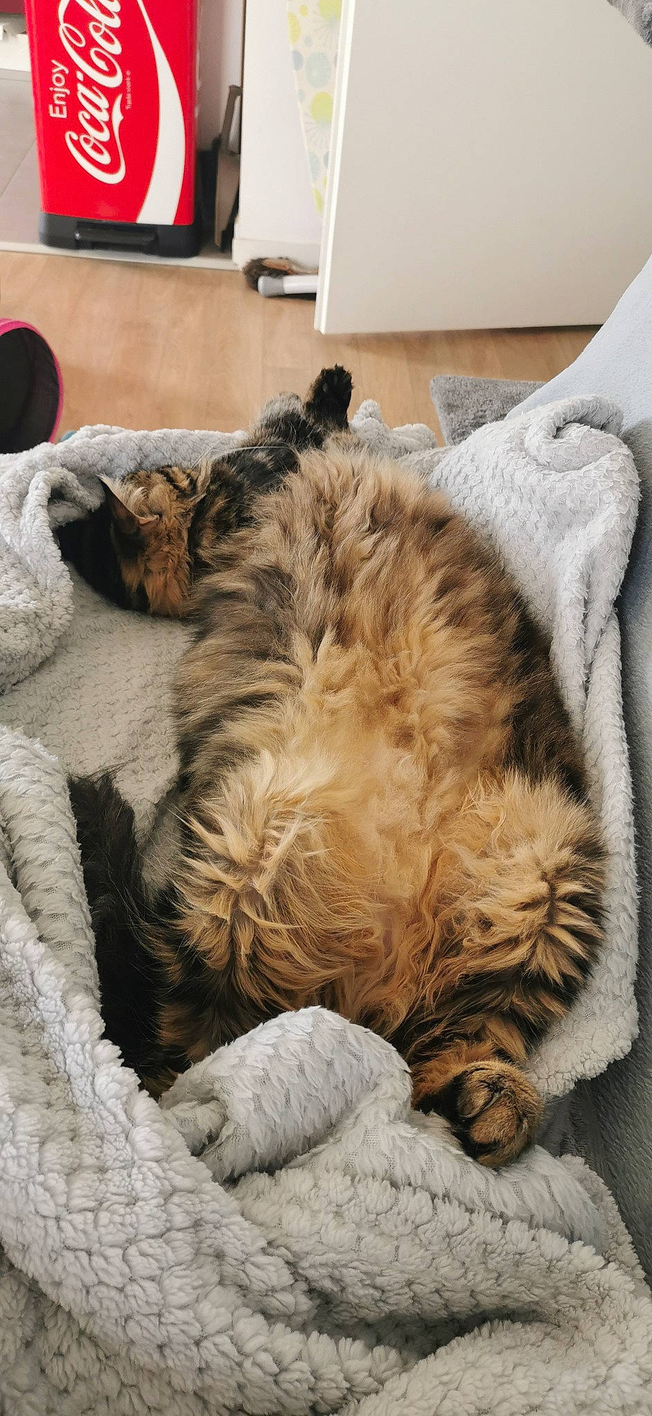 Erza participe au concours pour gagner de l'argent avec cette photo : carnivore, cat, comfort, domestic_long_haired_cat, dragon_li, european_shorthair, felidae, fur, nap, norwegian_forest_cat, paw, sleep, small_to_medium_sized_cats, tabby_cat, whiskers