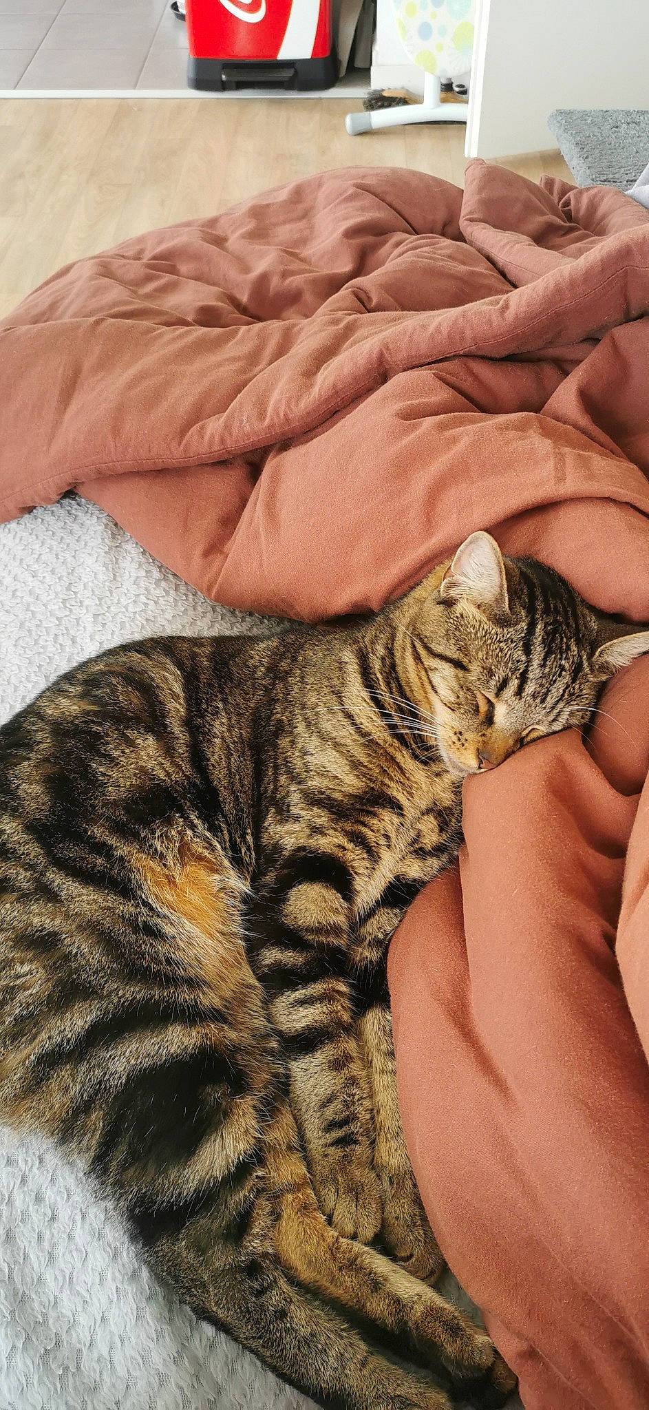 Erza Et Rubis participe au concours pour gagner de l'argent avec cette photo : carnivore, cat, claw, comfort, domestic_short_haired_cat, felidae, fur, grass, nail, pattern, paw, small_to_medium_sized_cats, snout, tail, terrestrial_animal, vertebrate, whiskers, wildlife