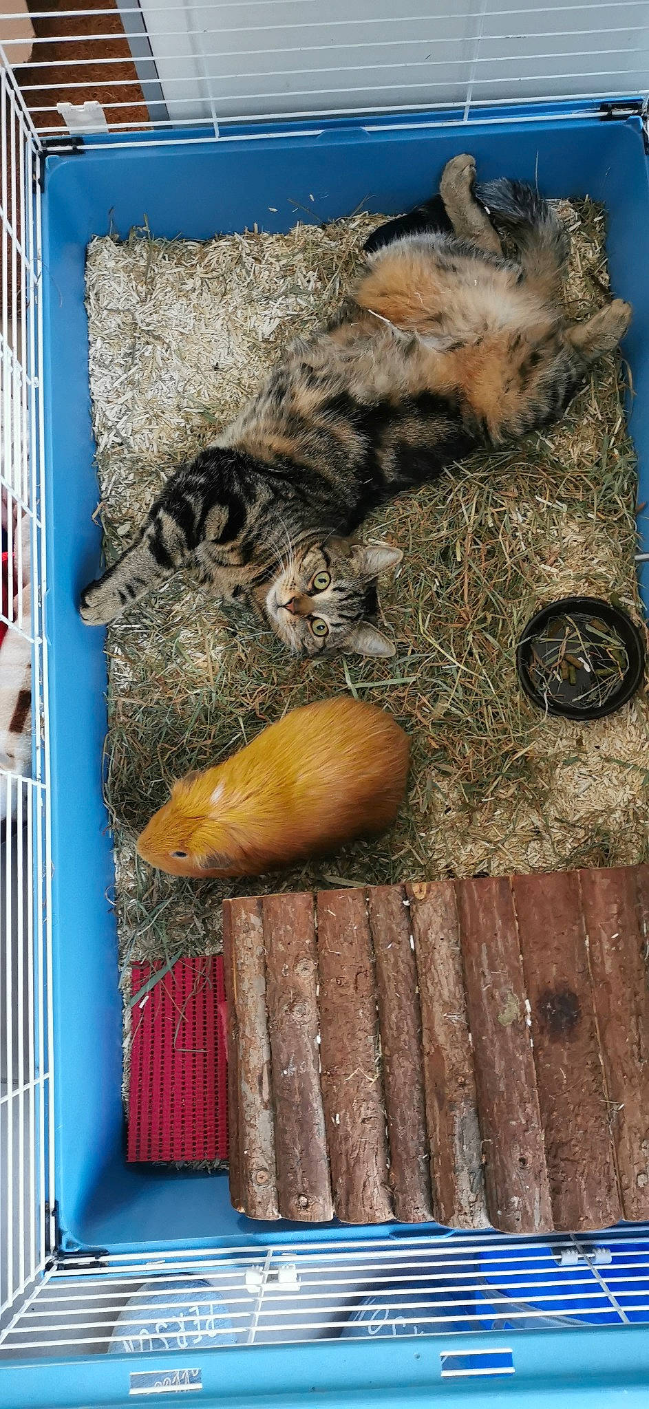 Erza Et Rubis participe au concours pour gagner de l'argent avec cette photo : animal_shelter, blue, cat, domestic_short_haired_cat, fawn, felidae, fur, ingredient, small_to_medium_sized_cats, still_life_photography, tail, terrestrial_animal, trunk, vegetable, whiskers, wildlife, wood