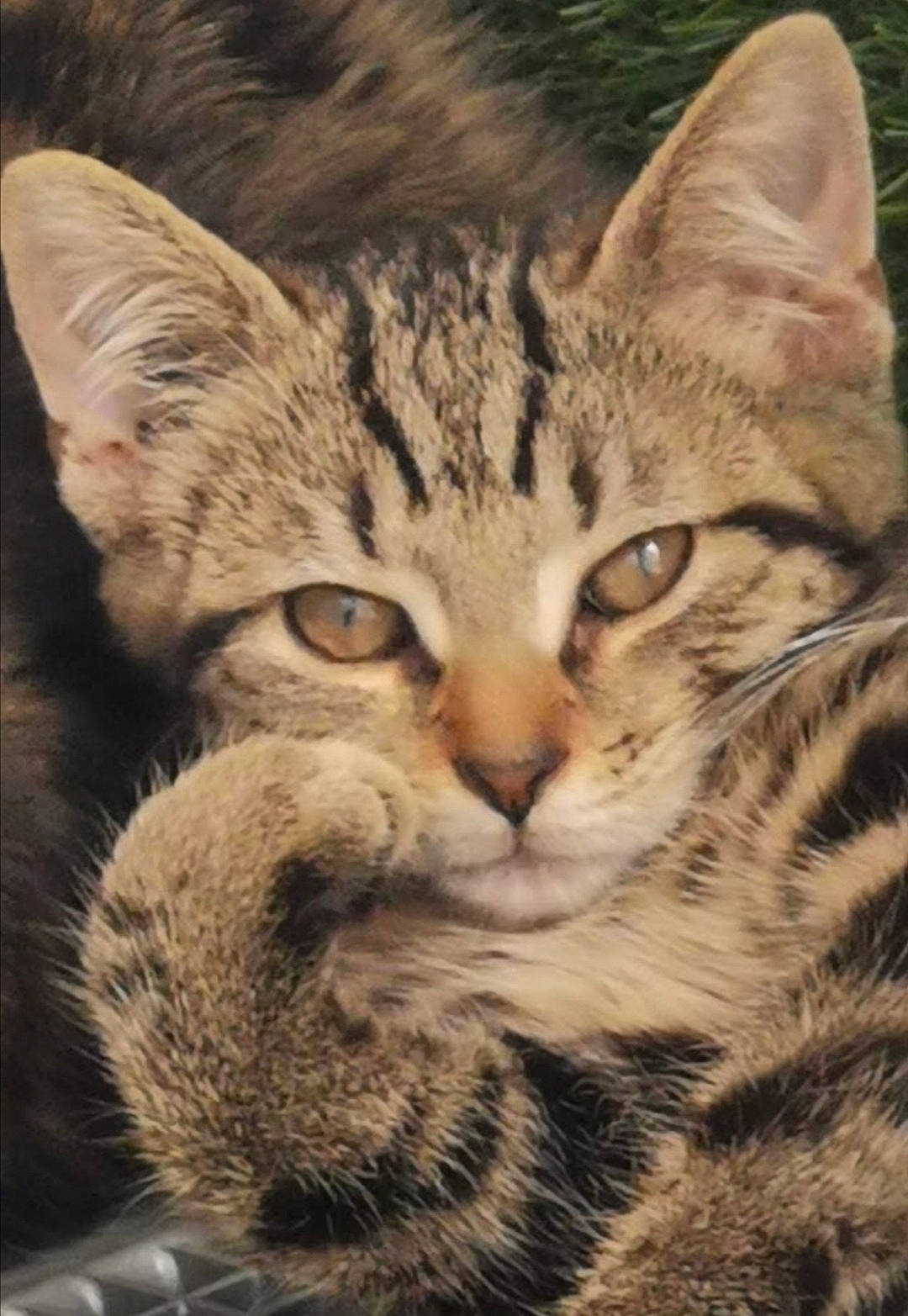 Erza Et Rubis participe au concours pour gagner de l'argent avec cette photo : carnivore, cat, claw, close_up, domestic_short_haired_cat, eye, felidae, fur, paw, sitting, small_to_medium_sized_cats, snout, terrestrial_animal, tree, whiskers, wildlife, window