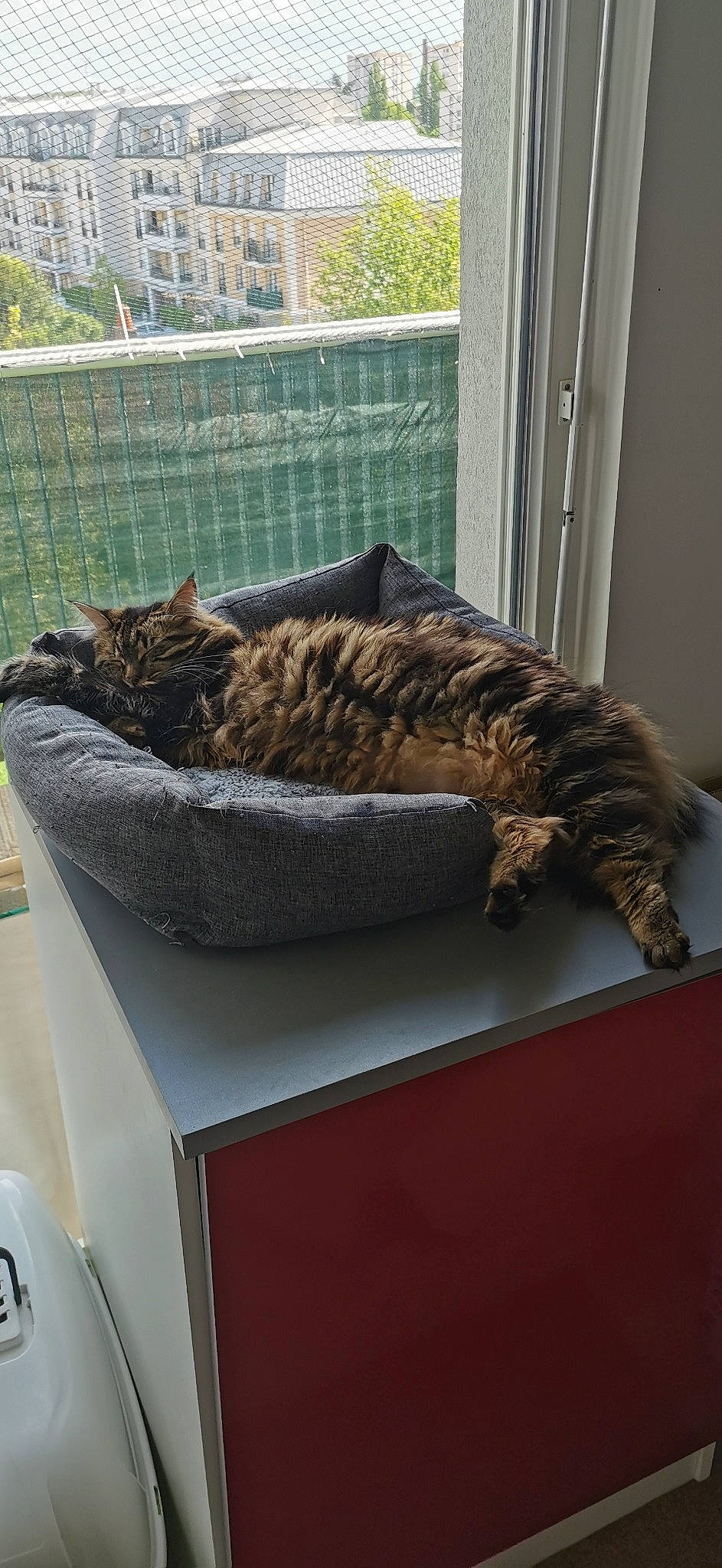 Erza participe au concours pour gagner de l'argent avec cette photo : carnivore, cat, cat_supply, comfort, domestic_short_haired_cat, door, felidae, fence, fur, grass, linens, mammal, pet_supply, small_to_medium_sized_cats, tail, terrestrial_animal, vertebrate, whiskers, wildlife, wood