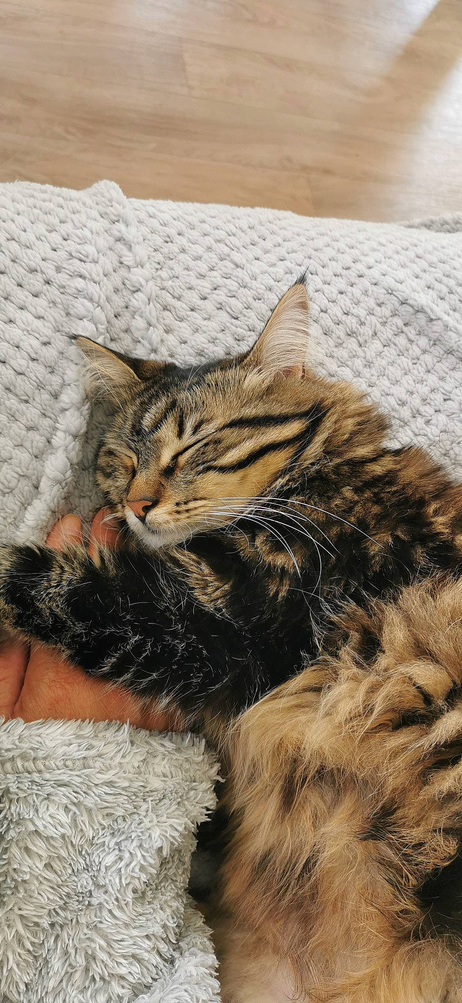 Erza a rejoint le concours — aidez-le/la à gagner de superbes lots ! carnivore, cat, claw, comfort, domestic_short_haired_cat, fawn, felidae, fur, nap, paw, sand, small_to_medium_sized_cats, snout, tail, terrestrial_animal, whiskers