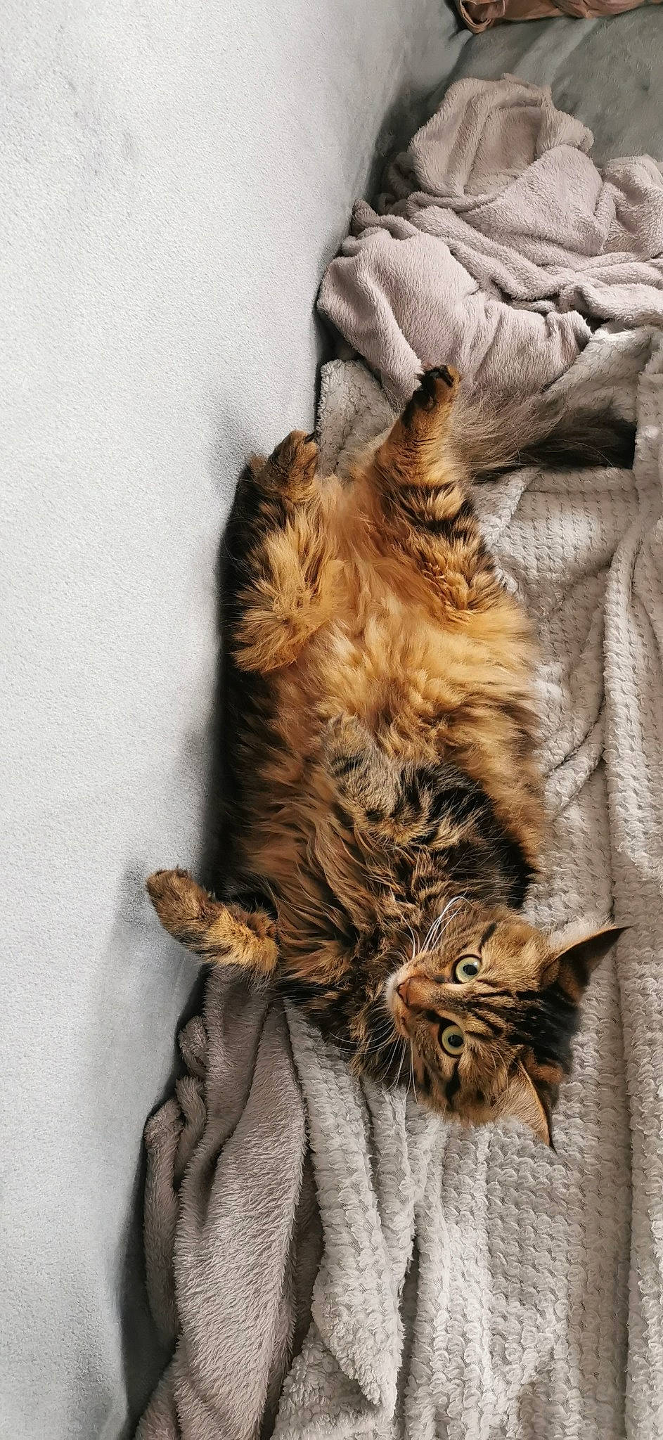 Erza participe au concours pour gagner de l'argent avec cette photo : carnivore, cat, claw, comfort, domestic_short_haired_cat, fawn, felidae, fur, maine_coon, pattern, paw, small_to_medium_sized_cats, snout, tail, terrestrial_animal, whiskers, wildlife, wood