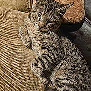 Glo is registered to the contest to win money with this photo: cat, tabby, animal, pet, feline, resting, cushion, indoor, closeup, fur, striped, sleepy, relaxed, cozy, paw, whiskers, soft, brown, beige, texture