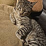 cat, tabby, animal, pet, feline, resting, cushion, indoor, closeup, fur, striped, sleepy, relaxed, cozy, paw, whiskers, soft, brown, beige, texture