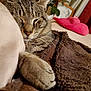Glo is registered to the contest to win money with this photo: cat, tabby, sleeping, paw, blanket, pillow, cozy, indoor, furniture, plush, resting, cute, pet, fur, whiskers, relaxed, home, animal, soft, nap