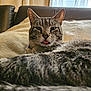 cat, tabby_cat, tongue_out, couch, cushion, indoor, pet, feline, fur, whiskers, ears, relaxed, close_up, home, cozy, animal, mammal, domestic_animal, sleepy, cute