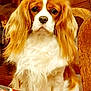 dog, cavalier_king_charles_spaniel, pet, long_ears, white_fur, brown_fur, indoor, wooden_chair, table, fur, animal, cute, portrait, sitting, domestic_animal, canine, looking, closeup, companion, household