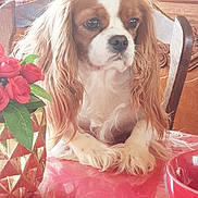 Stécie a rejoint le concours — aidez-le/la à gagner de superbes lots ! calm, cavalier_king_charles_spaniel, close_up, cute, decor, dog, domestic_animal, face, flowers, fur, indoor, long_ears, pet, red, roses, still_life, table, vase, wooden_chair, wooden_furniture