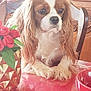 calm, cavalier_king_charles_spaniel, close_up, cute, decor, dog, domestic_animal, face, flowers, fur, indoor, long_ears, pet, red, roses, still_life, table, vase, wooden_chair, wooden_furniture